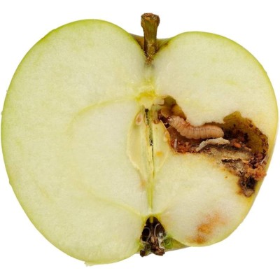 GREEN PROTECT TRAMPA PARA POLILLA DE LA MANZANA