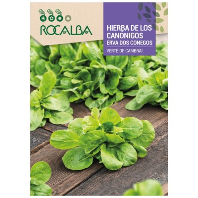 HIERBA DE LOS CANONIGOS VERTE DE CAMBRAI - SOBRE DE SEMILLAS 6g