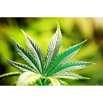 SUSTRATO GROW ESPECIAL CRECIMIENTO 50L