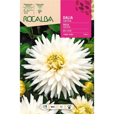 BULBO DALIA CACTUS MY LOVE ROCALBA (1 UD)