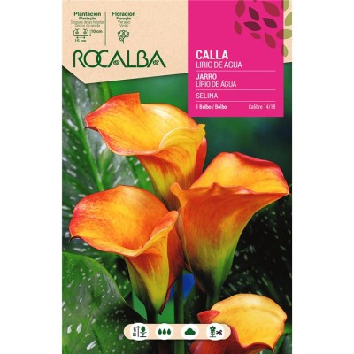 BULBO CALLA SELINA - 1 UD