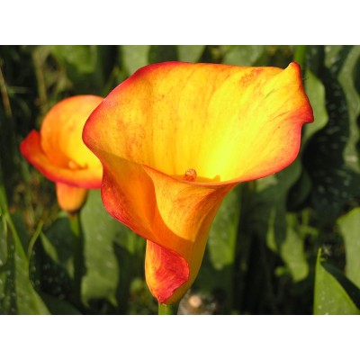 BULBO CALLA SELINA - 1 UD