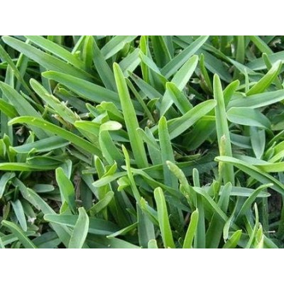 ROCALBA CESPED KIKUYU 250GR