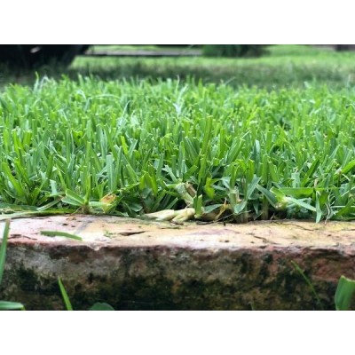 ROCALBA CESPED KIKUYU 250GR
