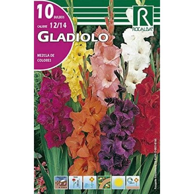 Rocalba Bulbos de Gladiolo Mezcla de Colores (10 Unidades)