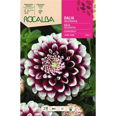 ROCALBA BULBO DALIA EDINBURGH - 1 UD