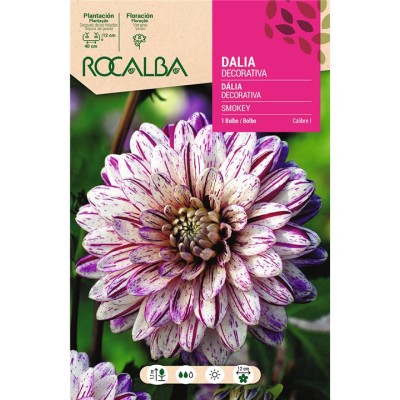 BULBO DALIA SMOKEY - 1 UD
