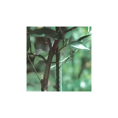 TUTOR ESTACA ACERO PLASTIF 150CM