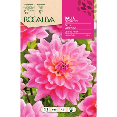 ROCALBA BULBO DALIA GERRIE HOEK - 1 UD