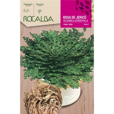 ROCALBA BULBO ROSA DE JERICÓ - 1 UD