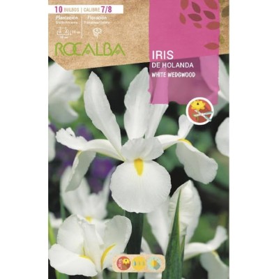 ROCALBA Iris de Holanda WHITE WEDGWOOD (10 UD)