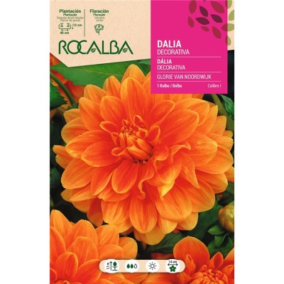 ROCALBA BULBO DALIA GLORIE VAN NOORDWIJK - 1 UD