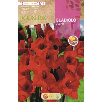 ROCALBA BULBO GLADIOLO OSCAR (10UD)