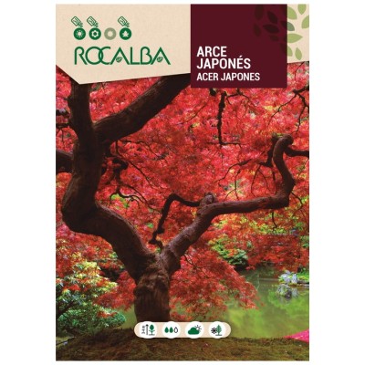 ROCALBA Semillas de Arce japonés Acer palmatum